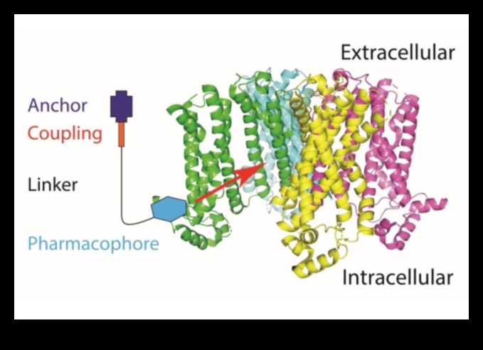 Proteine ​​și durere cronică: o abordare cuprinzătoare