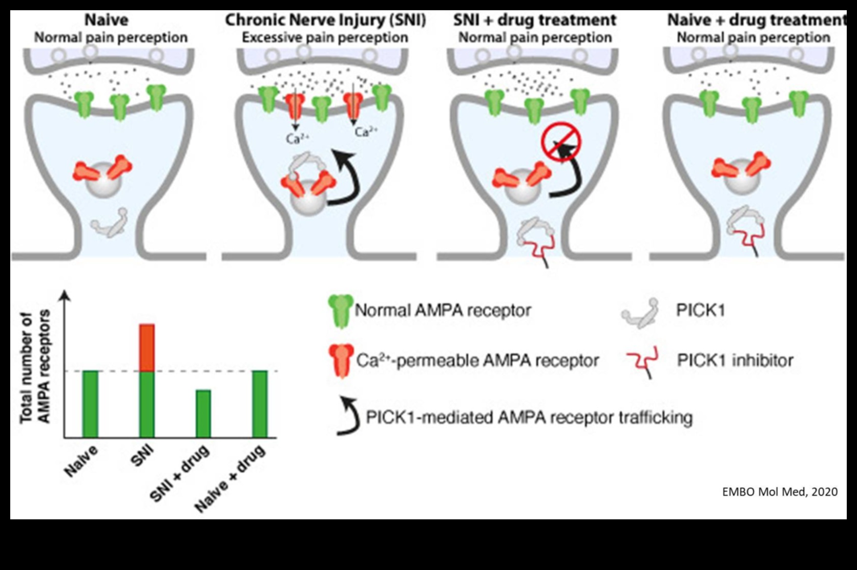 Proteine ​​și durere cronică: o abordare cuprinzătoare