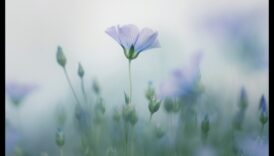 Pastel și natură: surprinderea frumuseții florei și faunei