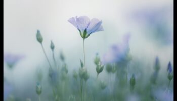 Pastel și natură: surprinderea frumuseții florei și faunei