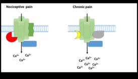 Proteine ​​și durere cronică: o abordare cuprinzătoare