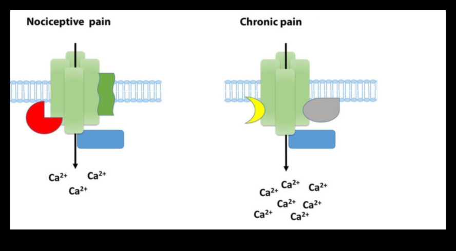 Proteine ​​și durere cronică: o abordare cuprinzătoare